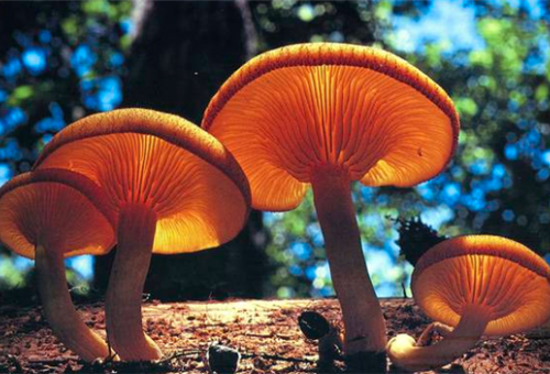 Mushroom Club meeting, Sharpsmeade Magic