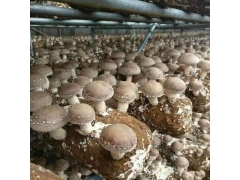 七河生物香菇菌种全球供应销售图1