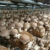 七河生物香菇菌种全球供应销售