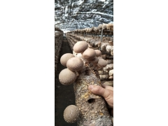 七河生物香菇菌种全球供应销售图2