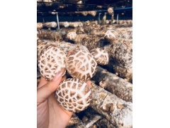 七河生物香菇菌种全球供应销售图3