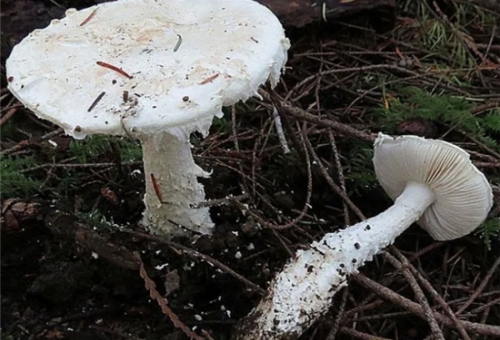 Eating poisonous pine mushroom look-alik