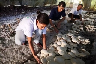 在南太平洋島上種蘑菇，既能吃又賺錢！ ()