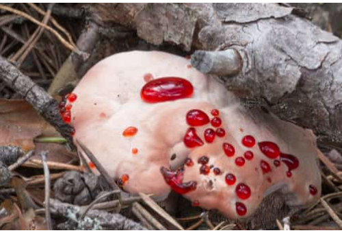 This bizarre B.C. mushroom looks like a