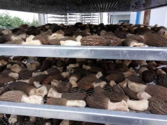 1吨左右的空气能香菇烘干机多少钱图3