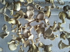 随州香菇烘干机多少钱一台图1