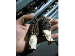 羊肚菌烘干机 羊肚菌烘干设备  羊肚菌烘房厂家直销图2