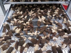 羊肚菌烘干机哪里有卖 湖北远图 重庆羊肚菌烘干图2