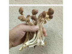 厂家直销野生蘑菇烘干机  磨菇烘干设备  高效节能热泵烘干机图2