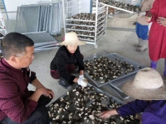 重庆羊肚菌烘干机 羊肚菌烘干设备 随州远图厂家直销图3
