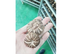 蘑菇烘干机  蘑菇烘干设备  蘑菇烘干机厂家图3