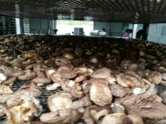 触摸屏自动化控制香菇空气能烘干机图2