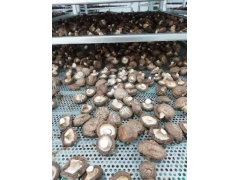 贵州香菇烘干机报价 香菇烘干机厂家图2