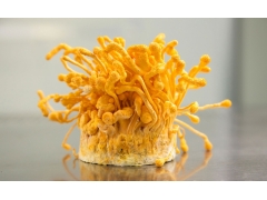 特级/一级/二级蛹虫草原料图3