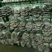 山西蘑菇架立体种植架香菇架香菇层架蘑菇网架