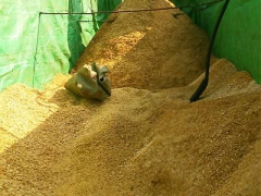 食用菌原料-杂木屑1图1