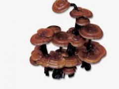 Global Ganoderma Lucidum Polysaccharides