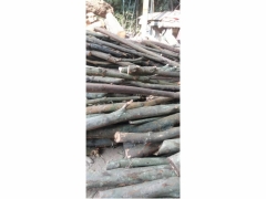 杂木屑-加工原料图1