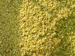 食用菌阔叶林杂木屑图1