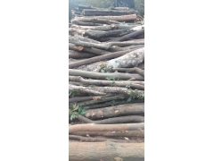 食用菌阔叶林杂木屑图1