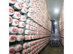 铁架子香菇架发菌蘑菇网架香菇种殖网架图1