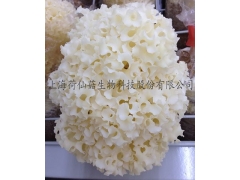 广叶绣球菌荷仙菇超细纯粉（10个月生长周期子实体粉）图1