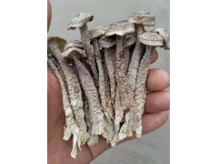 粗条鹿茸菇引领市场新格局图1