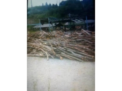 食用菌阔叶林杂木屑图1