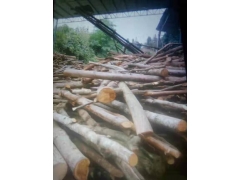 食用菌阔叶林杂木屑图1