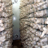 江西蘑菇養殖網格網架 廣昌縣定制各種平菇出菇架 食用菌網格