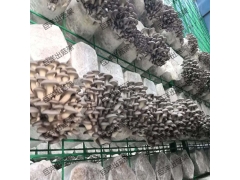 江西蘑菇养殖网格网架 广昌县定制各种平菇出菇架 食用菌网格图3