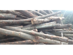 食用菌阔叶林杂木屑图1