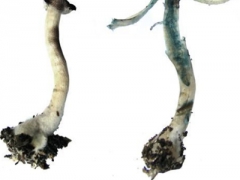 Mystery of why magic mushrooms go blue s