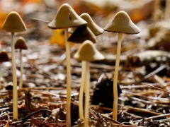 Magic mushroom medicine passes first cli