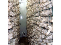 平菇出菇架厂家 平菇出菇网架价格 工厂化出菇架图2