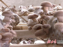 天祝縣高原食用菌研究院掛牌成立 ()