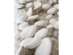 云南食用菌白灵菇各种规格批发销售图1