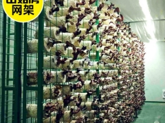 蘑菇种植架图1