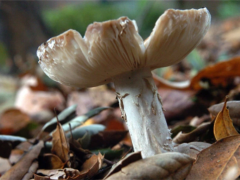 Park It: Beware of poisonous mushrooms d