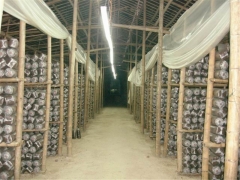 大棚防晒膜 温室大棚黑白膜 温室膜 温室防晒膜 温室大棚用膜图3