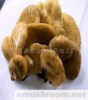 供应东北特产 蘑菇