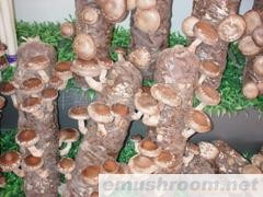 供应香菇shiitake mushroom log