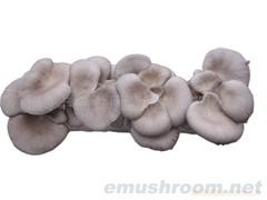 供应出口优质平菇菌棒oyster mushroom