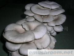 供应萍菇菌棒oyster mushroom