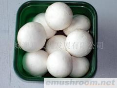 供應(yīng)食用菌（雙孢菇）