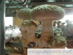 香菇菌棒-mushroom  log