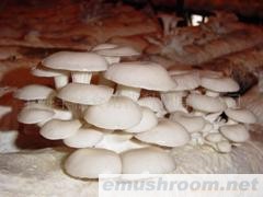 供应平菇菌棒-Oyster  Mushroom