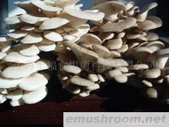 平菇菌棒-Oyster Mushroom