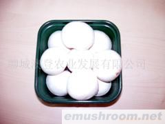 供應(yīng)A級雙孢菇（食用菌）