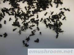 大野生黑蚂蚁